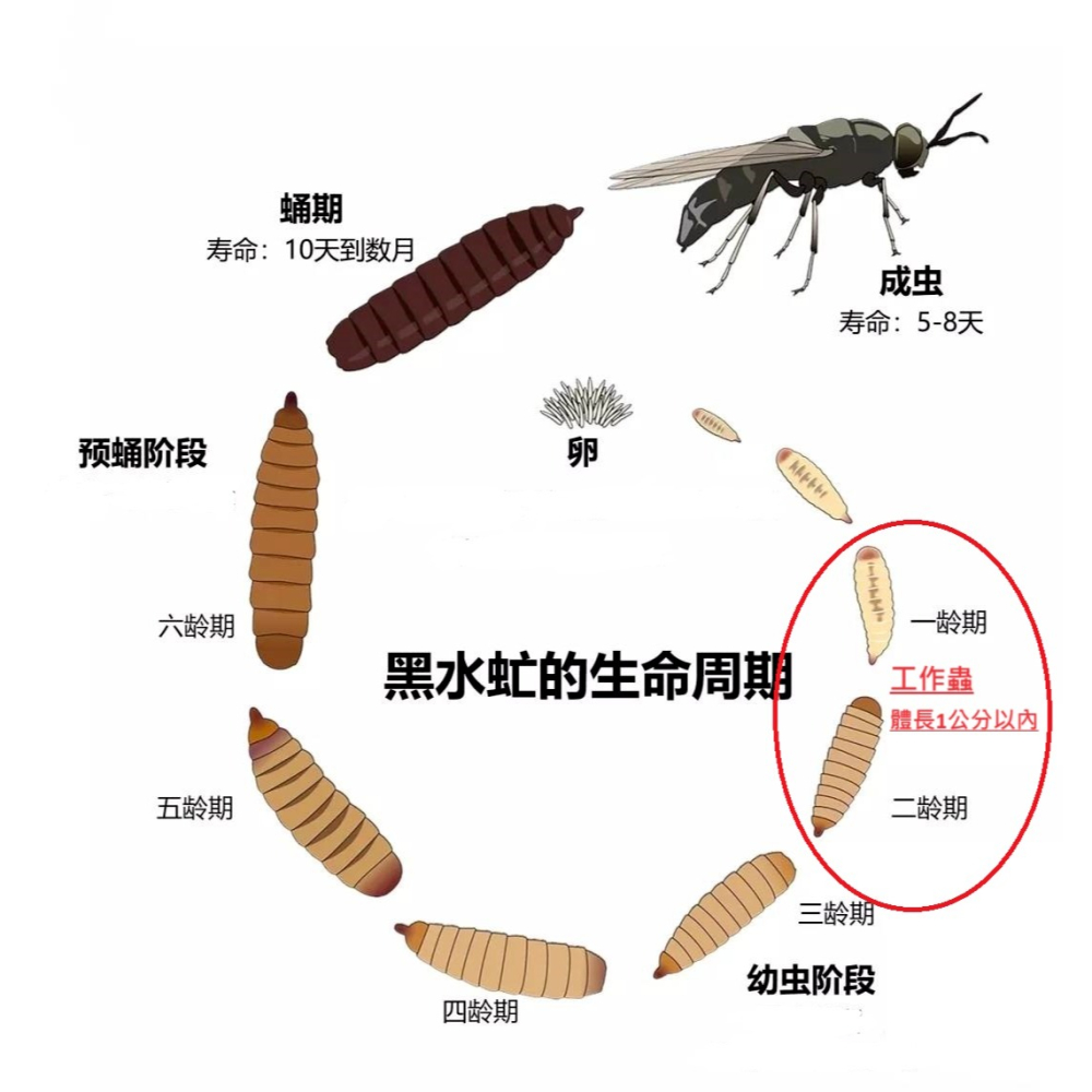 黑水虻 小苗 新手推薦 0.5公分以下 1克8元-細節圖3