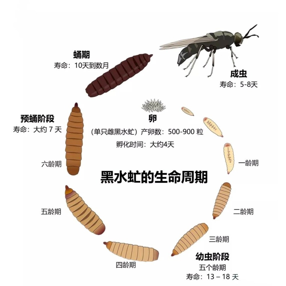 黑水虻 小苗 新手推薦 0.5公分以下 1克8元-細節圖2