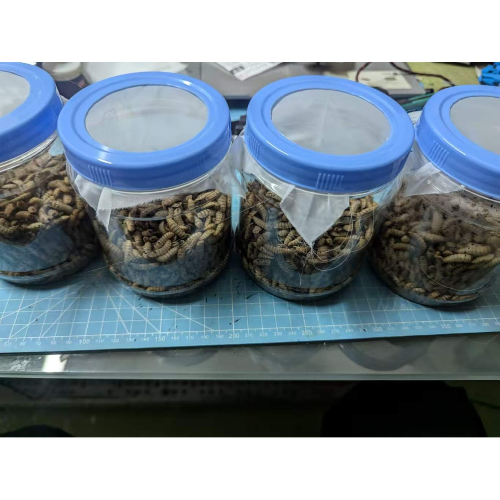 黑水虻 蛋白蟲 鳳凰蟲 四五齡 大蟲 釣餌 飼料 罐裝-細節圖2