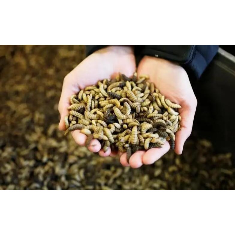 黑水虻 蛋白蟲 鳳凰蟲 四五齡 大蟲 釣餌 飼料 罐裝-細節圖3