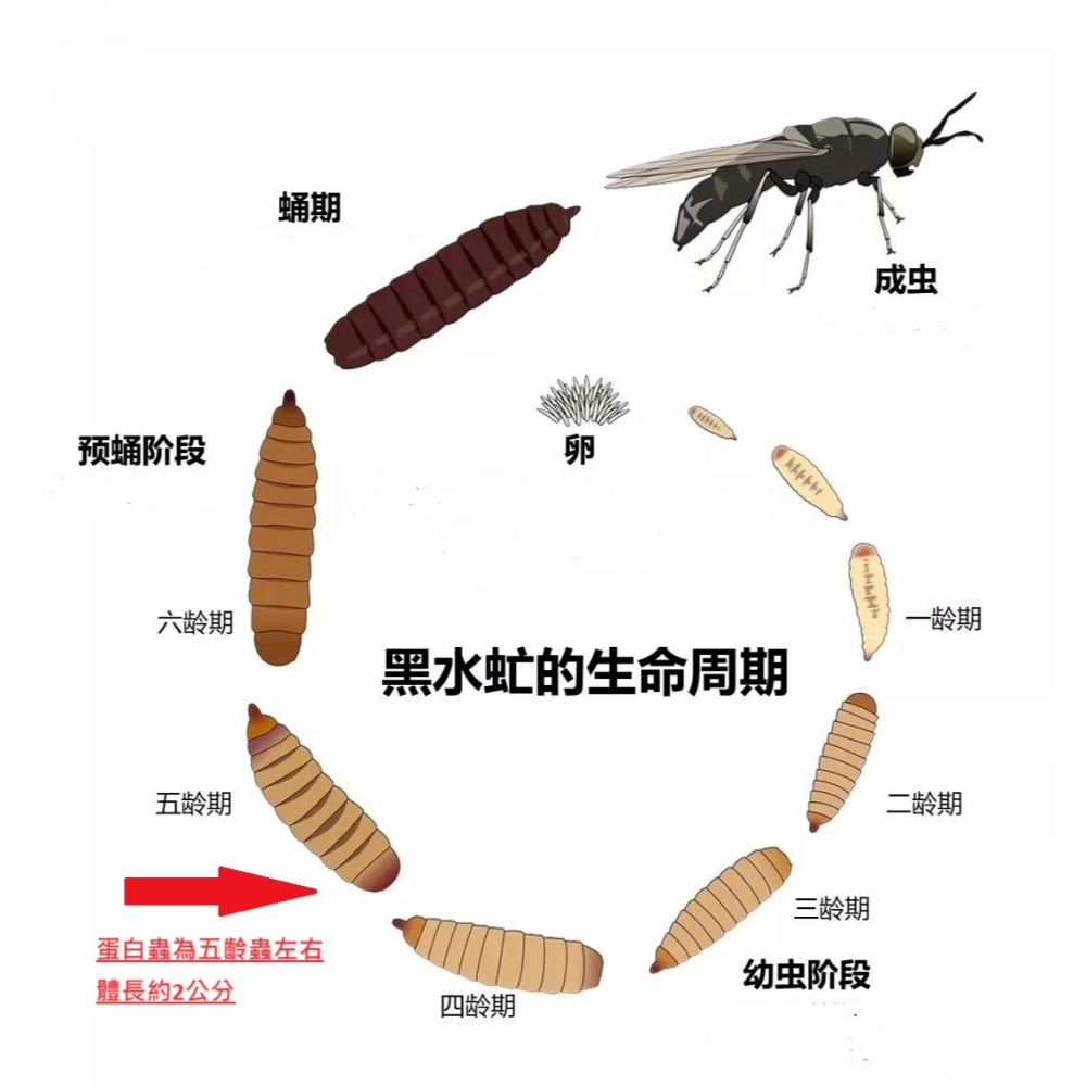 黑水虻 蛋白蟲 鳳凰蟲 四五齡 大蟲 釣餌 飼料 罐裝-細節圖4