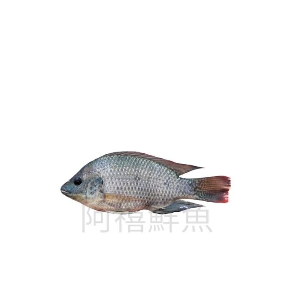 板橋阿禧鮮魚行 團膳 餐廳 自助餐 吳郭魚 白口 肉魚 白鯧 鱈魚 現貨-規格圖1