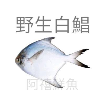 板橋阿禧鮮魚行｜ 500g-600g ｜白鯧魚｜白鯧 ｜ 正白鯧