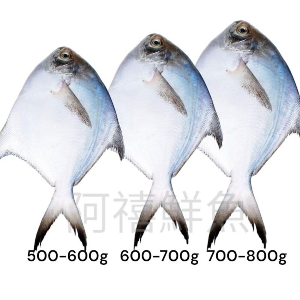 板橋阿禧鮮魚行 500g-600g   白鯧魚 白鯧   正白鯧 現貨-細節圖2