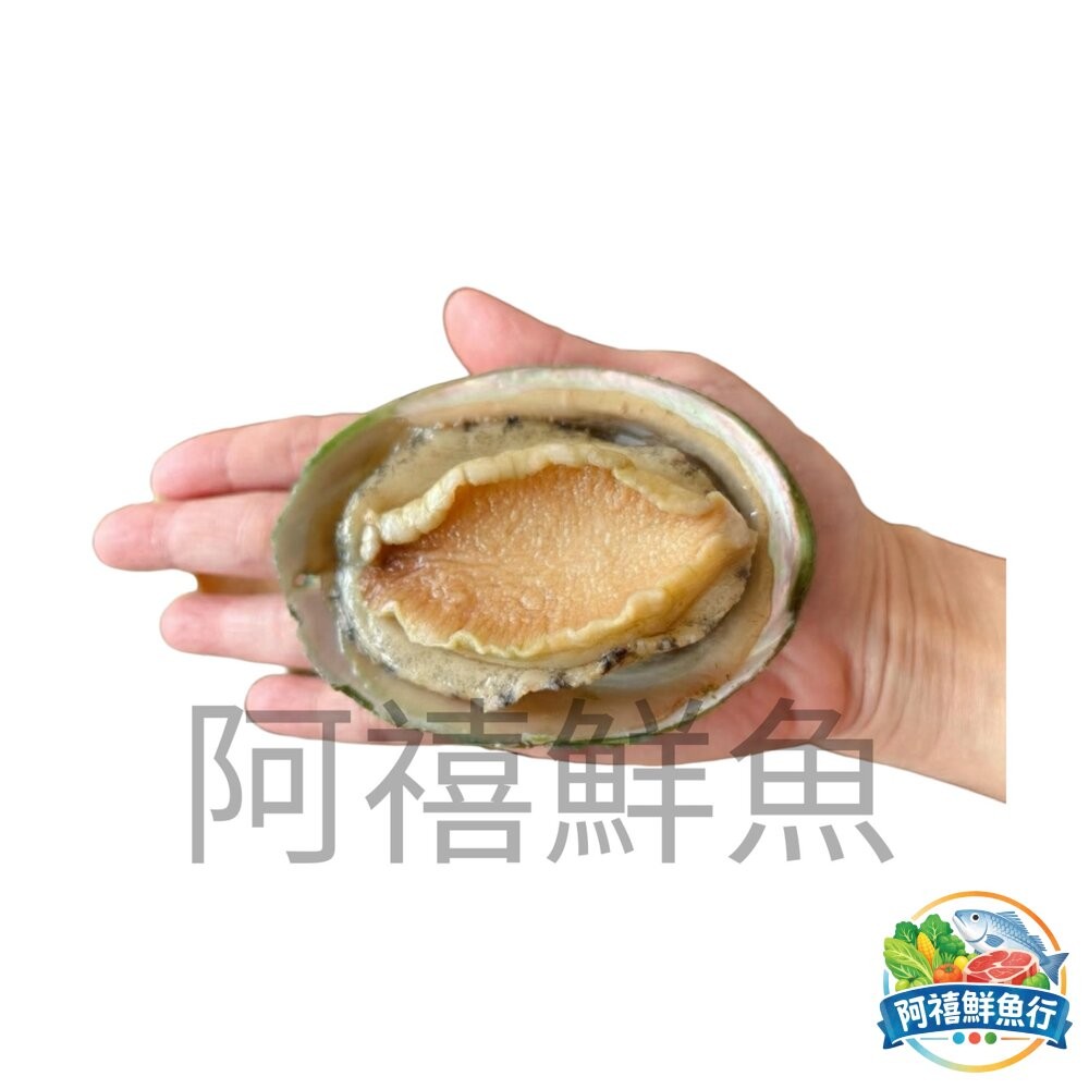 板橋阿禧鮮魚行澳洲 綠唇鮑魚 鮑魚 分裝  全站799元免運費 現貨-細節圖5