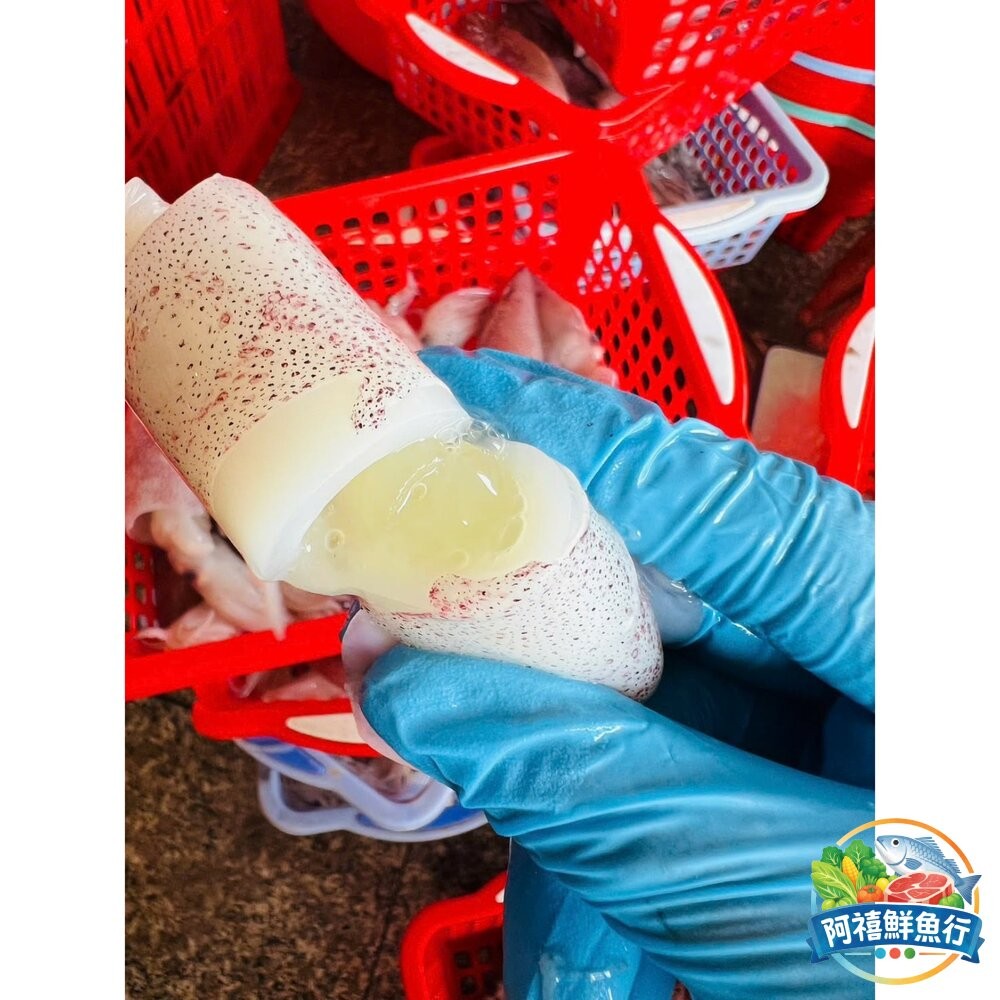 板橋阿禧鮮魚行超鮮甜  有蛋生小卷  全站799元免運費 現貨-細節圖2