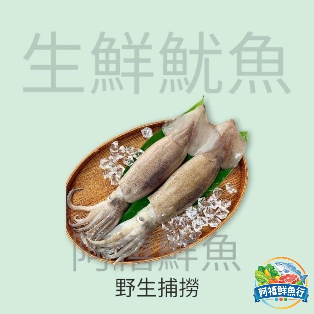 板橋阿禧鮮魚行魷魚 原條 3kg  全站799元免運費 現貨