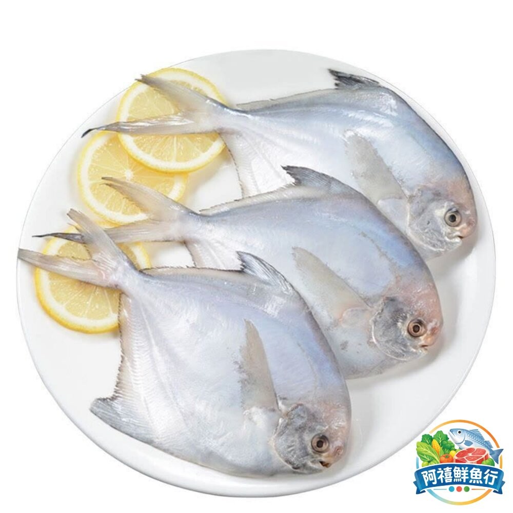 板橋阿禧鮮魚行小白鯧 殺青 800-900G  全站799元免運費 現貨-細節圖2