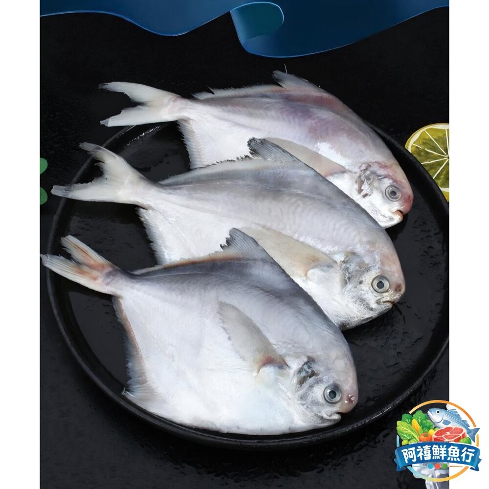 板橋阿禧鮮魚行小白鯧 殺青 800-900G  全站799元免運費 現貨-細節圖3