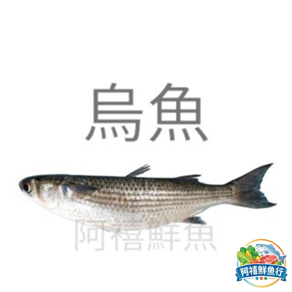 板橋阿禧鮮魚行烏魚 菲力 野生 切塊  全站799元免運費 現貨-細節圖2