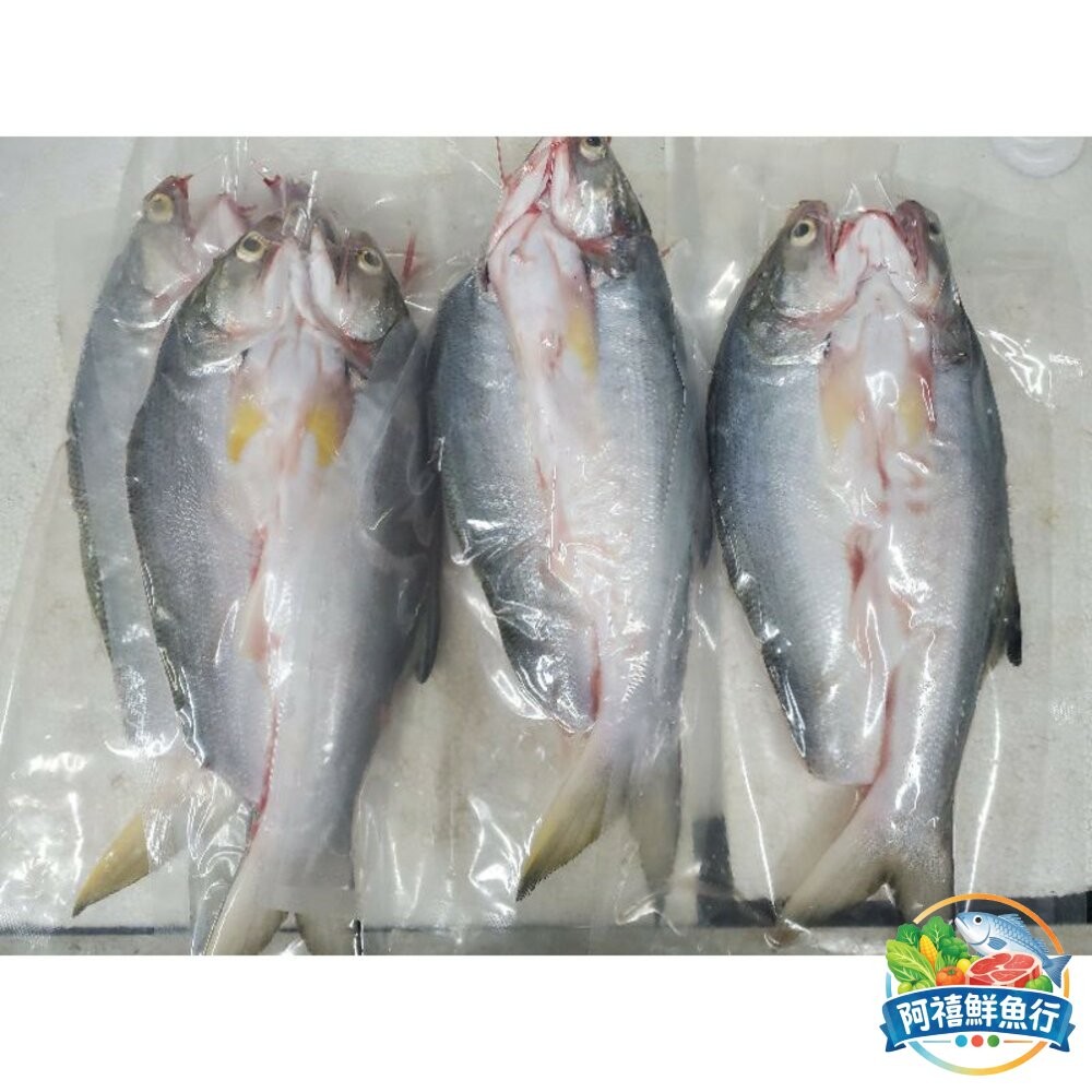 板橋阿禧鮮魚行午仔魚  蝴蝶切  全站799元免運費 現貨-細節圖2