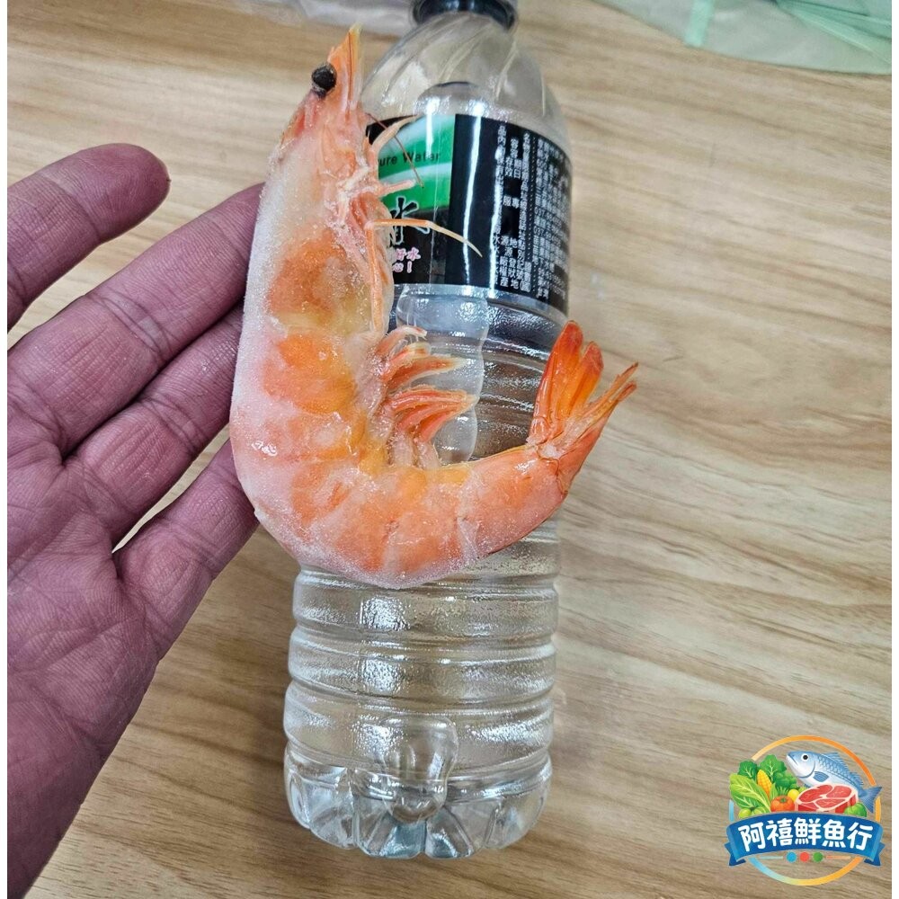 板橋阿禧鮮魚行熟白蝦 現抓起來馬上蒸煮蝦肉新鮮Q彈 蝦  全站799元免運費 現貨-細節圖4
