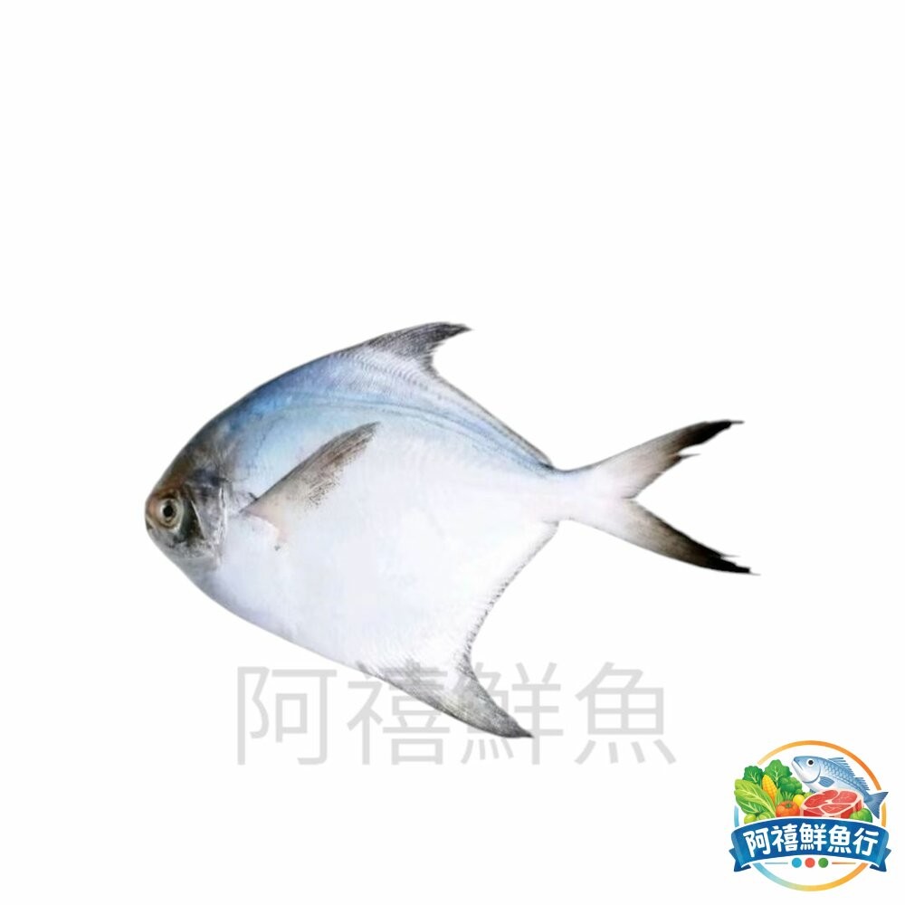 板橋阿禧鮮魚行富貴 昌榮 白鯧 ⅔  ¾  ⅘  全站799元免運費 現貨-細節圖2