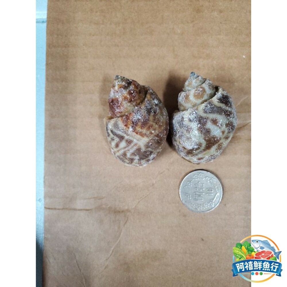 板橋阿禧鮮魚行活凍鳳螺  全站799元免運費 現貨-細節圖2