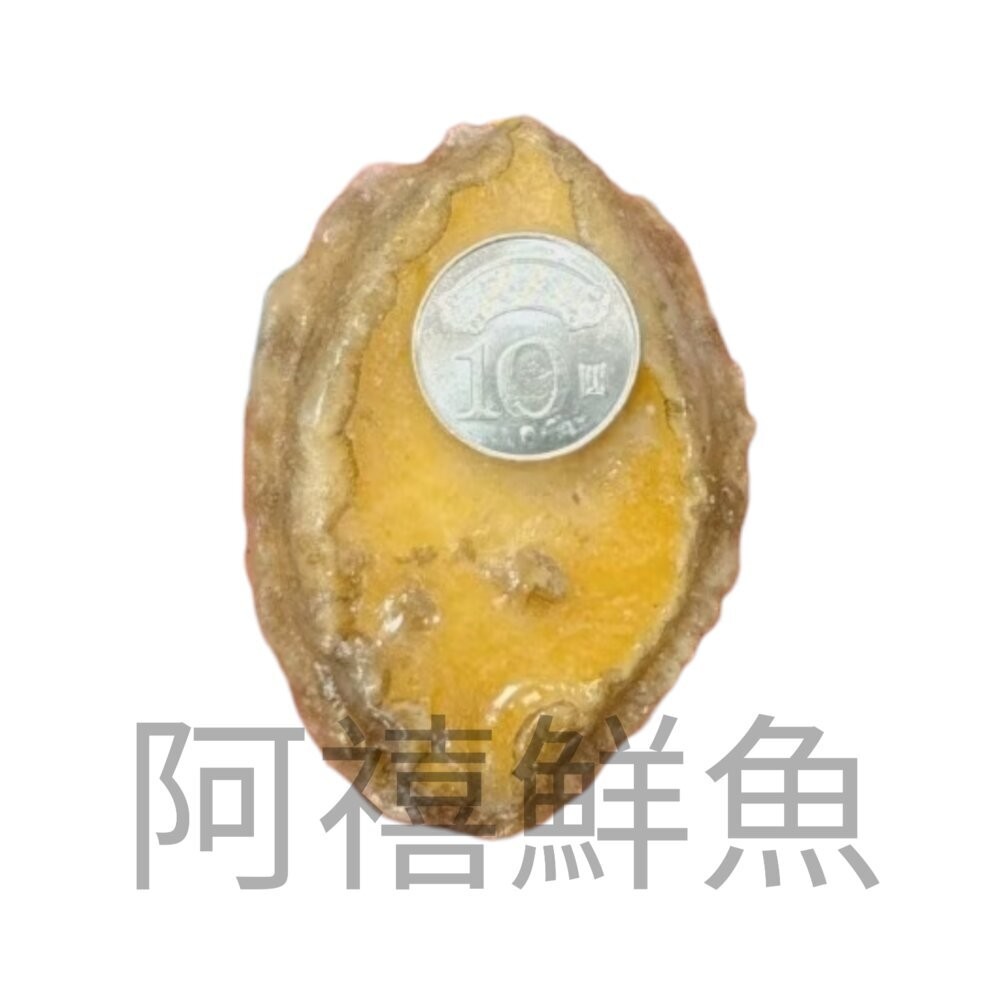 板橋阿禧鮮魚行超特大 鮑魚清肉 一公斤／20粒  醬汁鮑魚 沙拉切片鮑魚 五味醬鮑魚  全站799元免運費 現貨-規格圖2