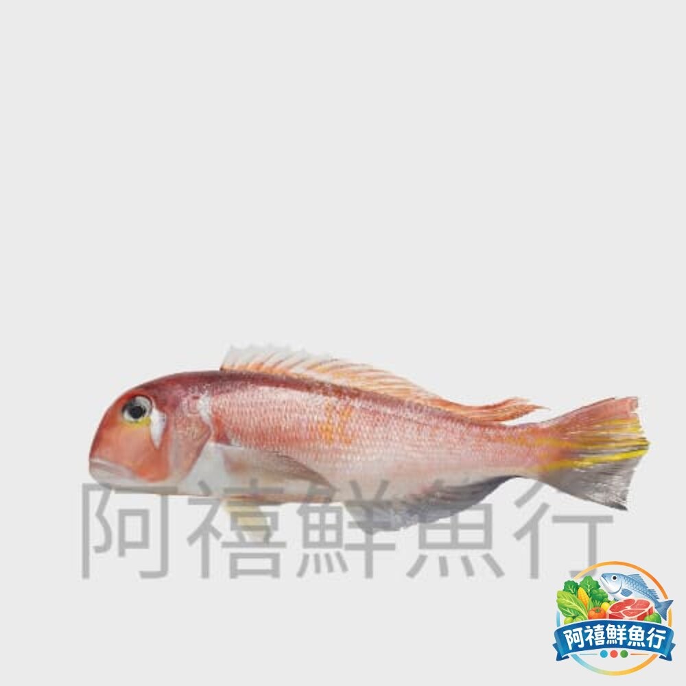 板橋阿禧鮮魚行🐟❄️【速凍馬頭魚】肉質細緻・鮮甜不腥・煎湯皆適合  全站799元免運費 現貨