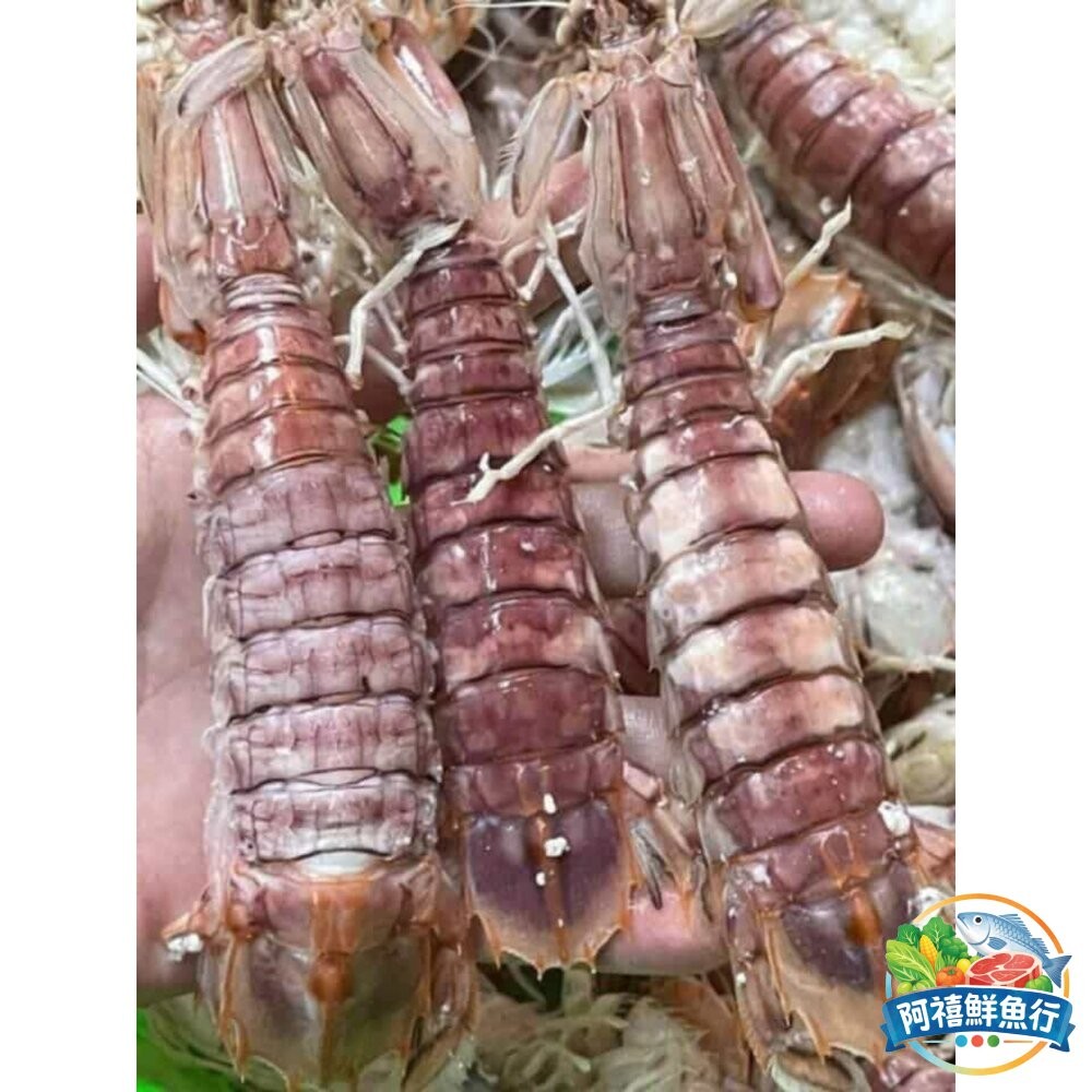 板橋阿禧鮮魚行熟凍皮皮蝦 皮皮蝦 螳螂蝦 瀨尿蝦     最原始的海味 口感Q彈  全站799元免運費 現貨-細節圖2