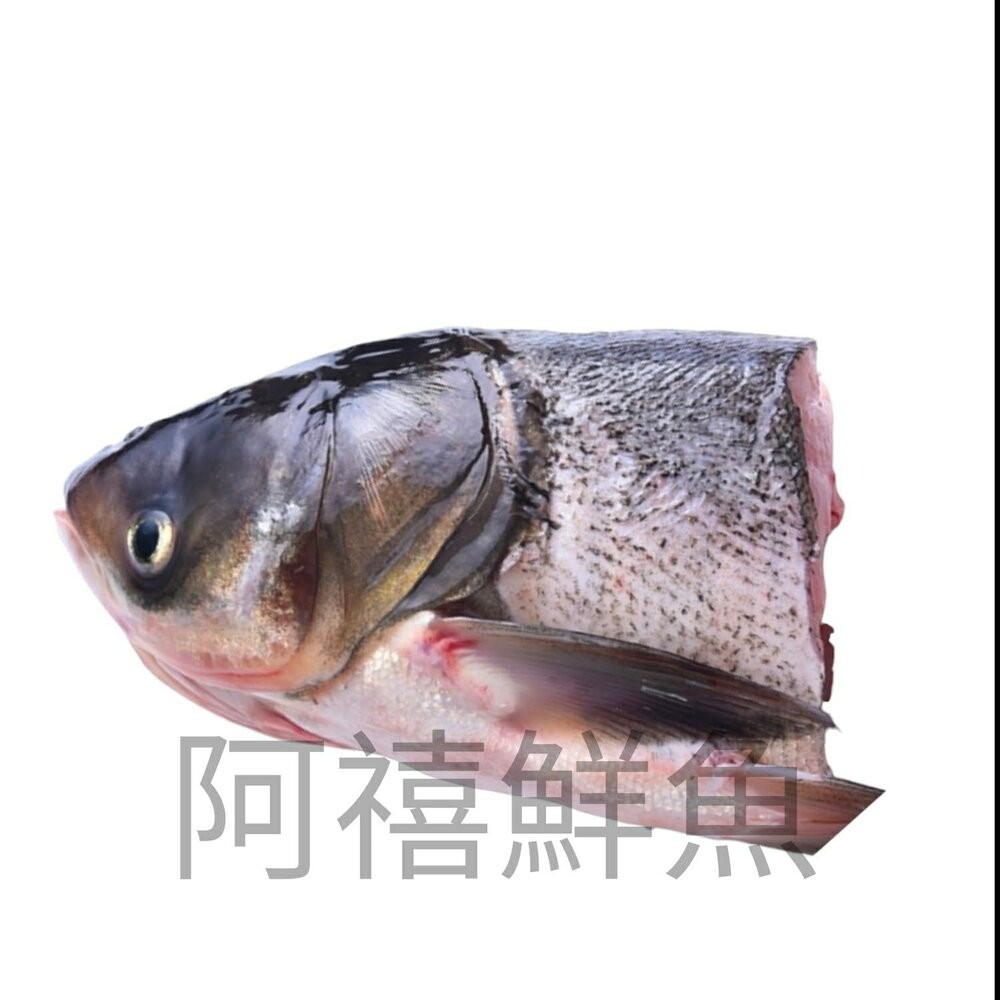 板橋阿禧鮮魚行水庫 大頭鰱魚 魚頭  全站799元免運費 現貨-規格圖1