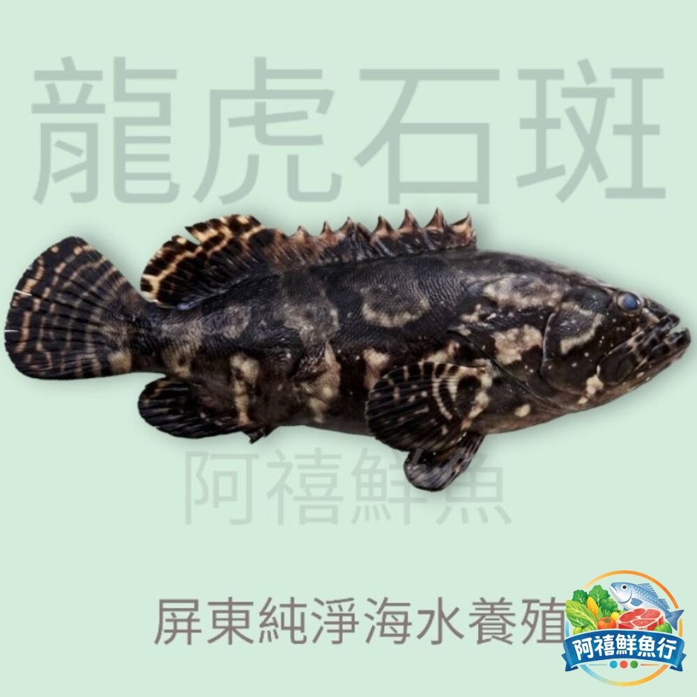 板橋阿禧鮮魚行龍虎石斑 石斑  石班  全站799元免運費 現貨