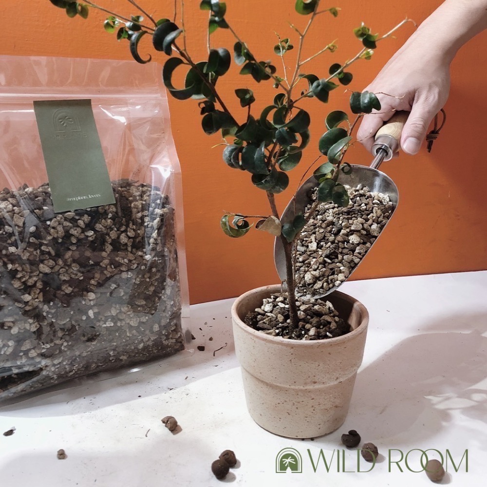 Wild Room｜觀葉植物 觀葉土 多肉植物 介質 塊根 赤玉土 室內介質 顆粒 龜背芋 觀音蓮 蔓綠絨 花燭 仙人掌-細節圖7