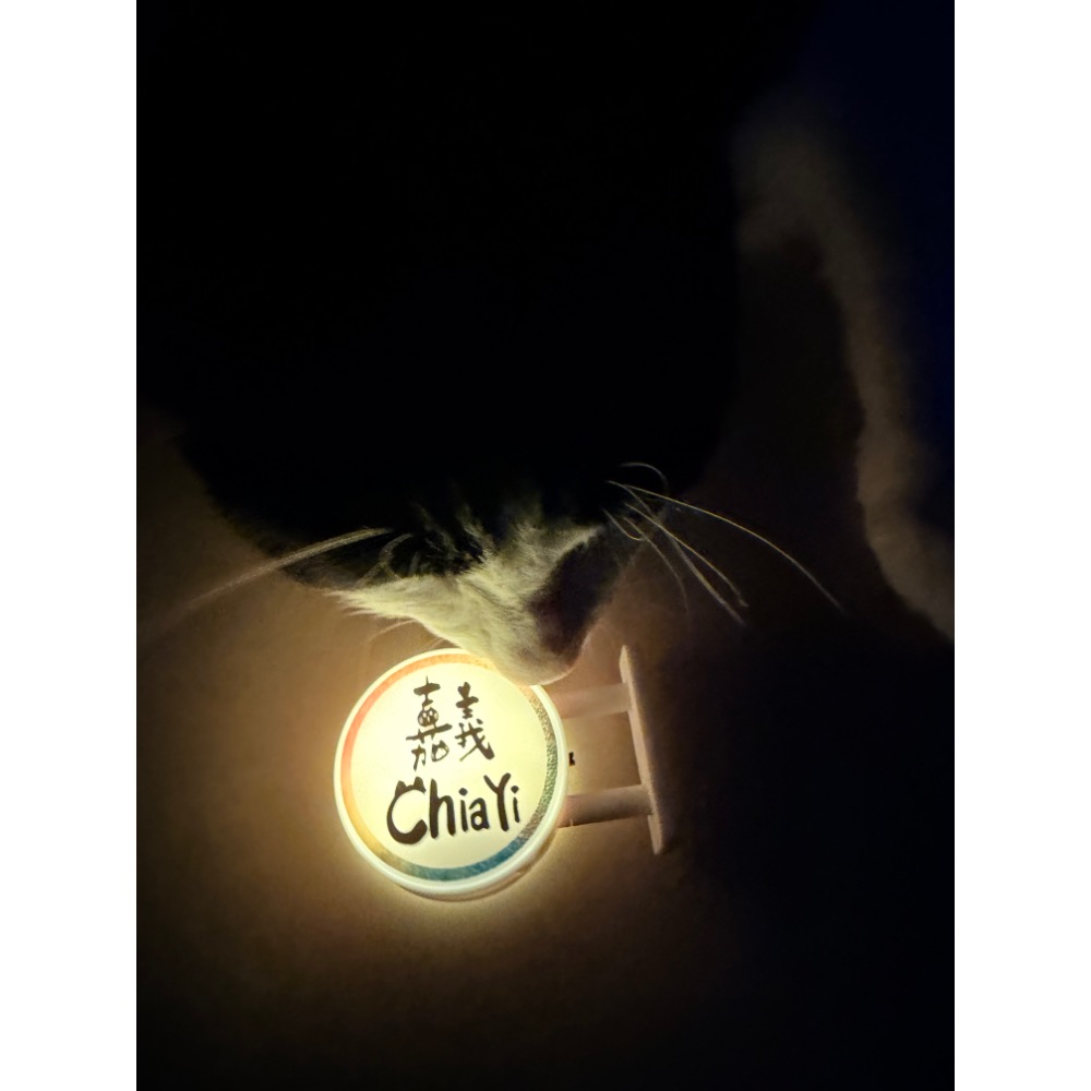 納茲嘉義貓貓-細節圖3