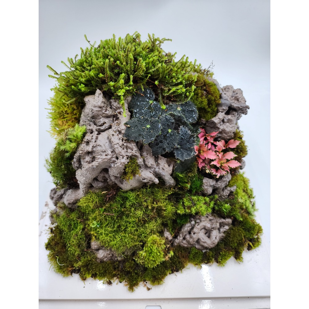 苔蘚蛋糕禮盒-細節圖2