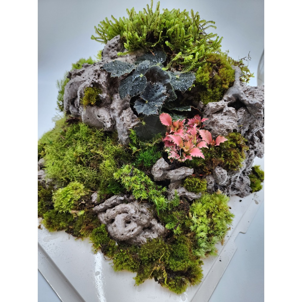 苔蘚蛋糕禮盒-細節圖3