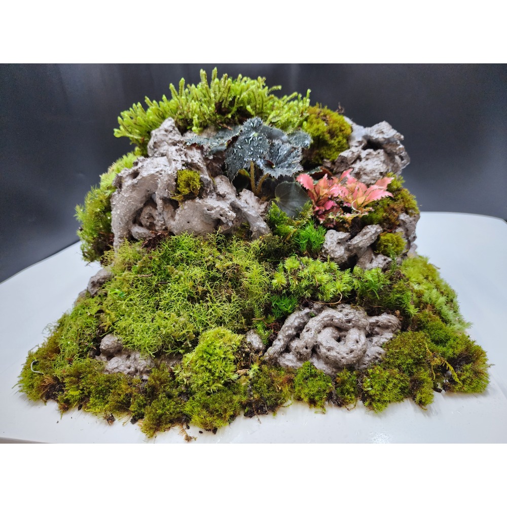 苔蘚蛋糕禮盒-細節圖4