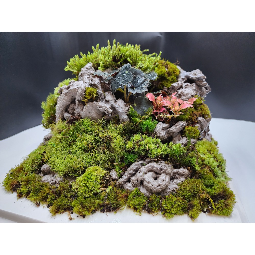 苔蘚蛋糕禮盒-細節圖5