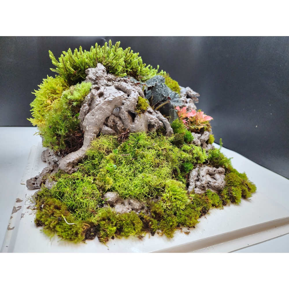 苔蘚蛋糕禮盒-細節圖6