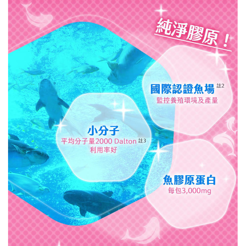 【好市多代購#限時特價】威德 海洋膠原粉 + 鐵 60 包~08/02-細節圖7