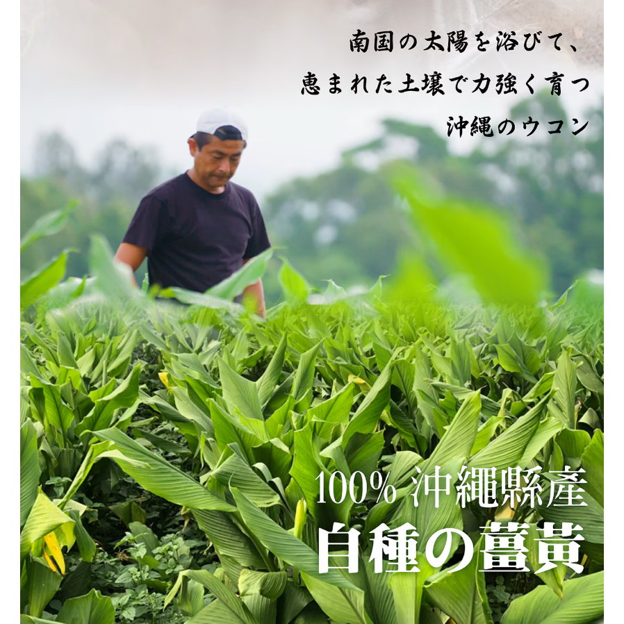 【好市多代購#限時特價】沖繩薑黃堂 琥金發酵薑黃錠 140包~03/15-細節圖7