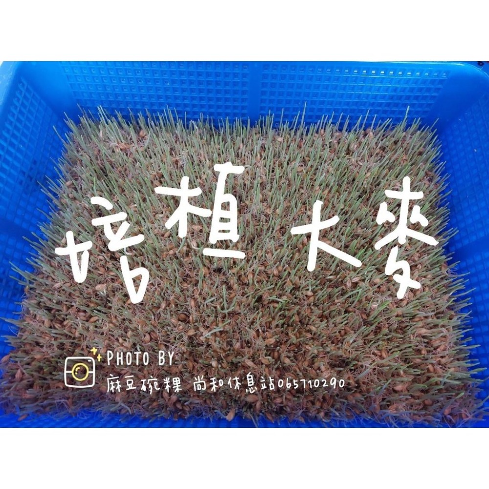 寶生牌 四神鹹麥芽糖 純正甜麥芽糖 麻豆尚和休息站-細節圖5