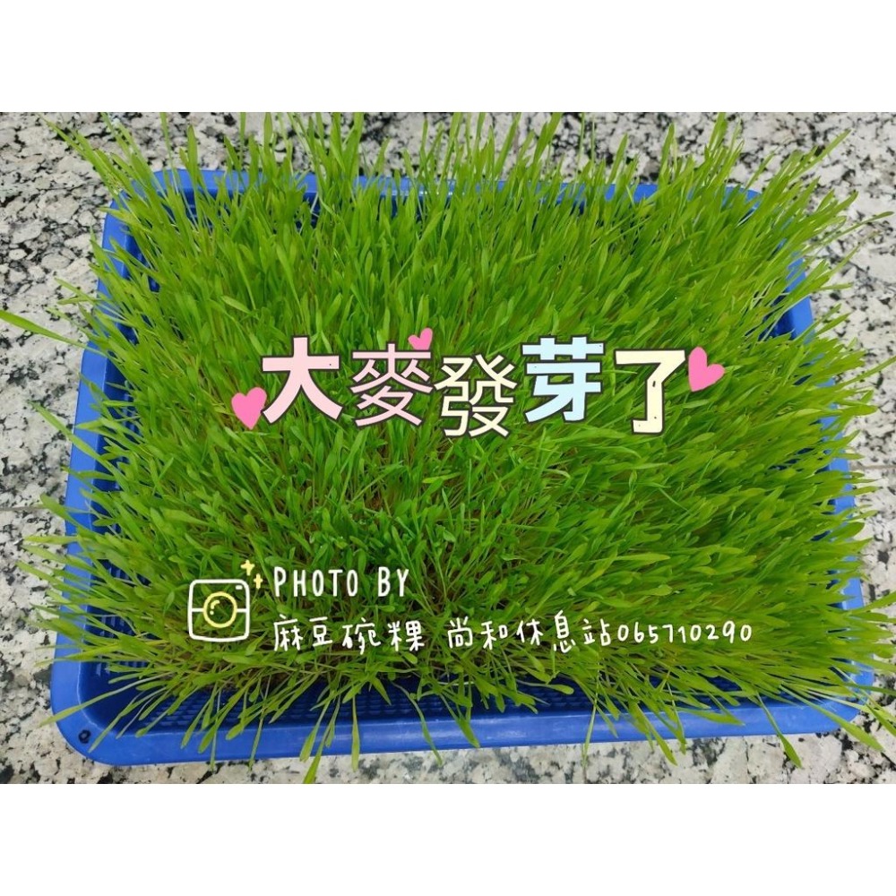 寶生牌 四神鹹麥芽糖 純正甜麥芽糖 麻豆尚和休息站-細節圖6