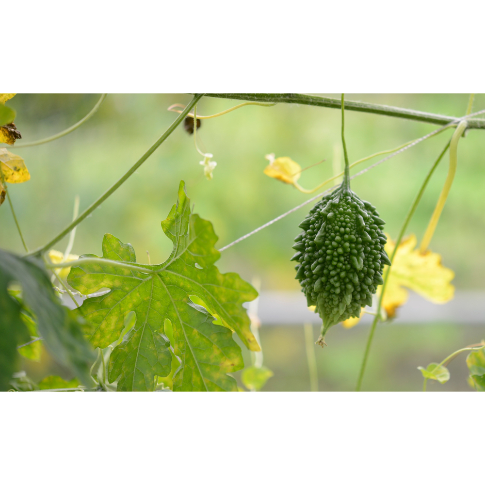 【淺草堂】有機山苦瓜茶(360ml/瓶)-細節圖3