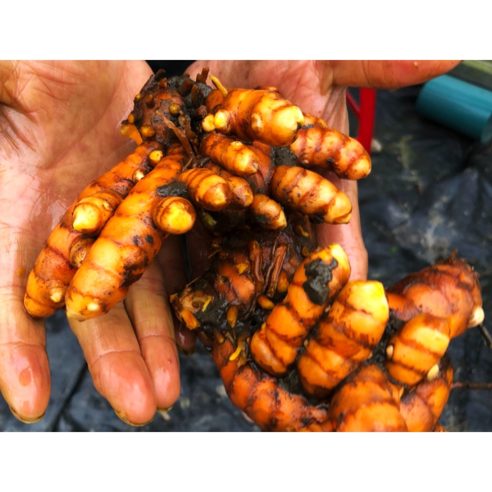 【淺草堂】有機紅薑黃粉 100g-細節圖3