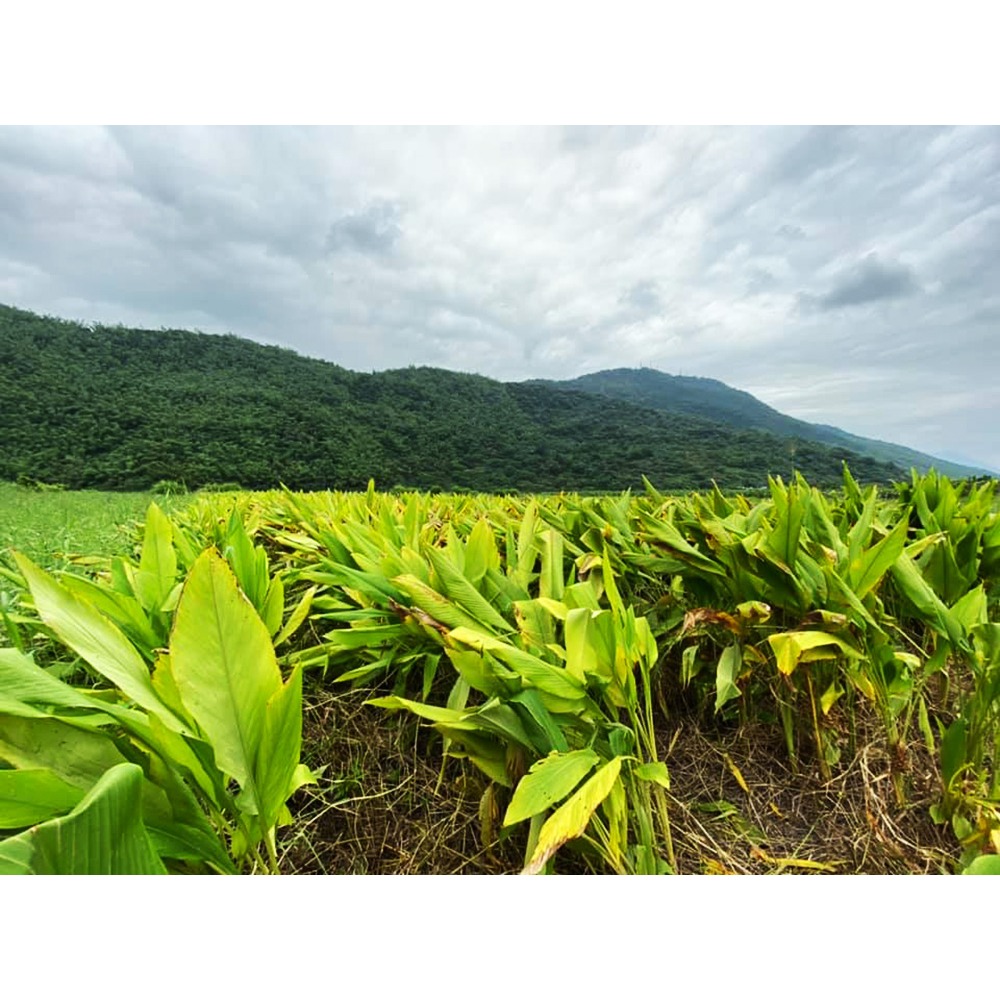 【淺草堂】有機紅薑黃粉 100g-細節圖4