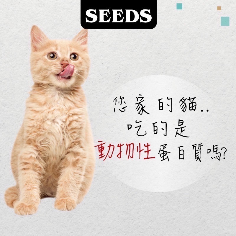 SEEDS MamaMia 貓餐罐 85G 170G貓罐頭 雞肉罐 寵物罐頭 全齡貓 軟凍罐-細節圖4