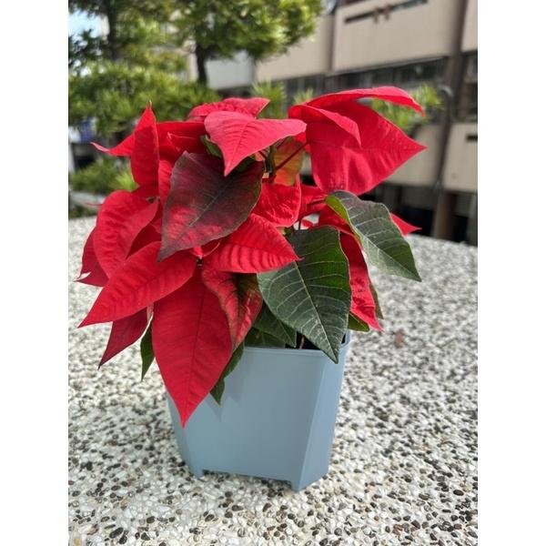 6寸歐風暖色系透氣盆-細節圖3