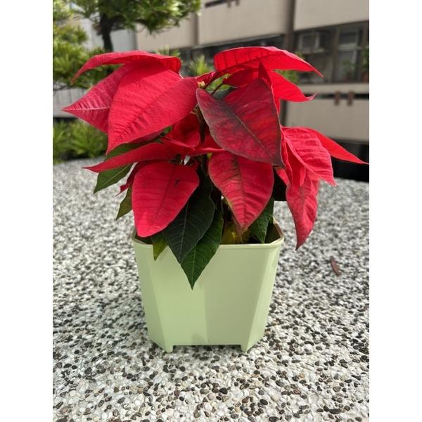 6寸歐風暖色系透氣盆-細節圖4