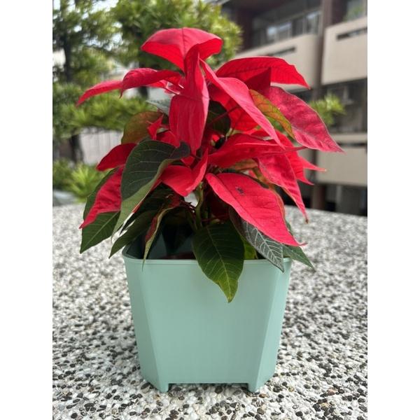 6寸歐風暖色系透氣盆-細節圖5