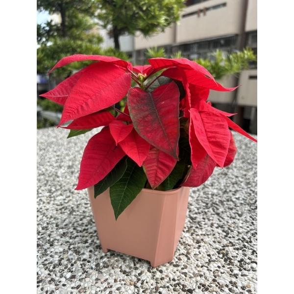 6寸歐風暖色系透氣盆-細節圖6