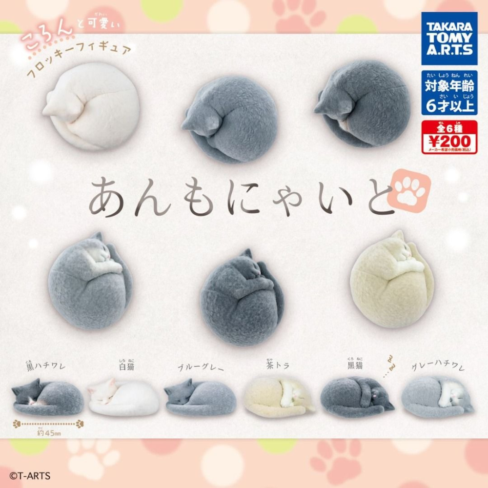 【台灣現貨】轉蛋 日版 TAKARA 菊石貓 植絨公仔 單售「黒ハチワレ」 附蛋紙 蛋殻-細節圖2