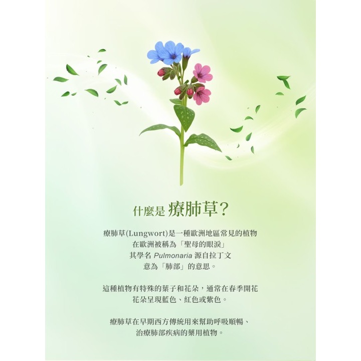 仲安家 療肺草活氣飲 (10罐/盒) | 台丞藥局-細節圖4