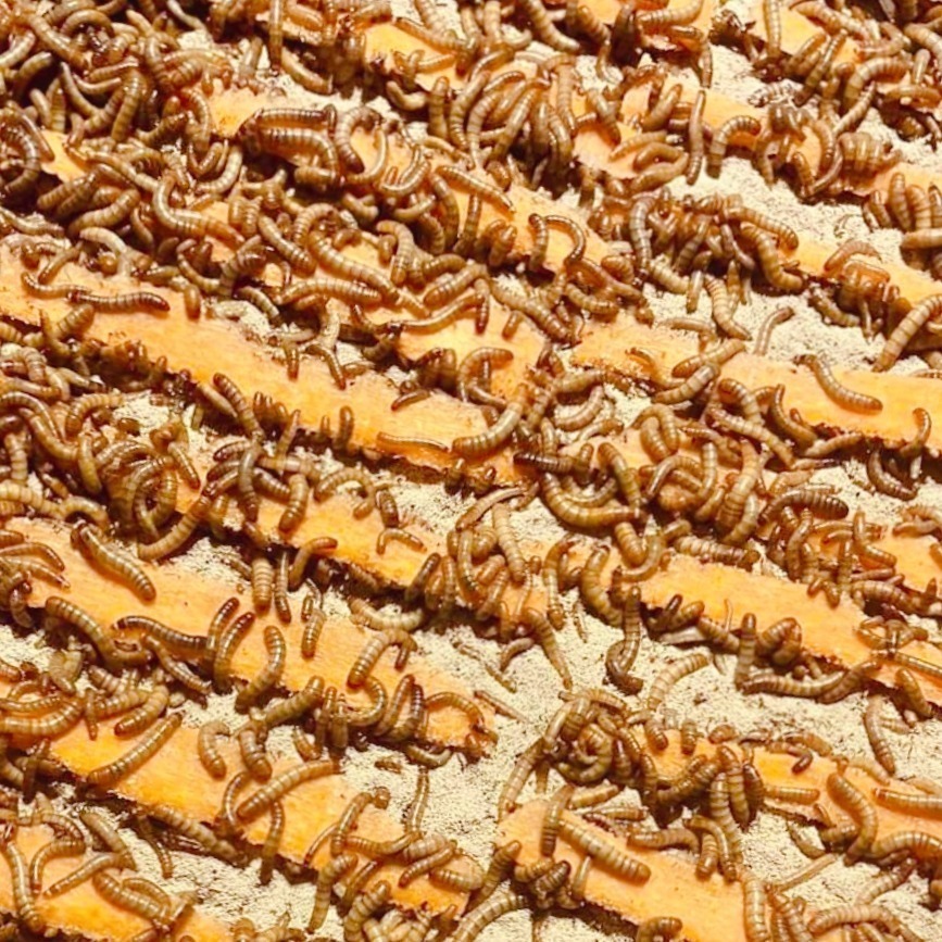 當天 快速出貨 會爬的優質麵包蟲✅50克一盒 寵物零食 鈣粉蔬果穀粉添加營養滿分 蜜袋鼯 狐萌 麵包蟲乾 麵包蟲 飼料-細節圖2