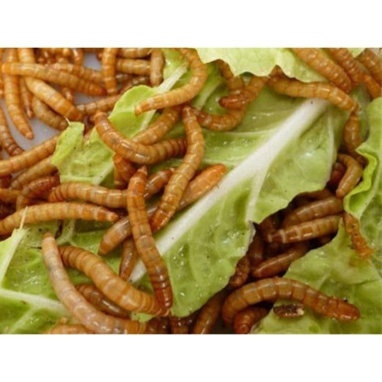 當天 快速出貨 會爬的優質麵包蟲✅50克一盒 寵物零食 鈣粉蔬果穀粉添加營養滿分 蜜袋鼯 狐萌 麵包蟲乾 麵包蟲 飼料-細節圖3