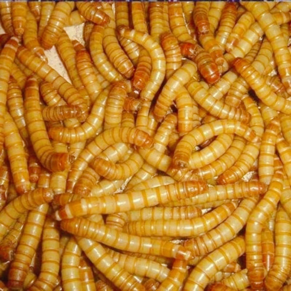 當天 快速出貨 會爬的優質麵包蟲✅50克一盒 寵物零食 鈣粉蔬果穀粉添加營養滿分 蜜袋鼯 狐萌 麵包蟲乾 麵包蟲 飼料-細節圖4