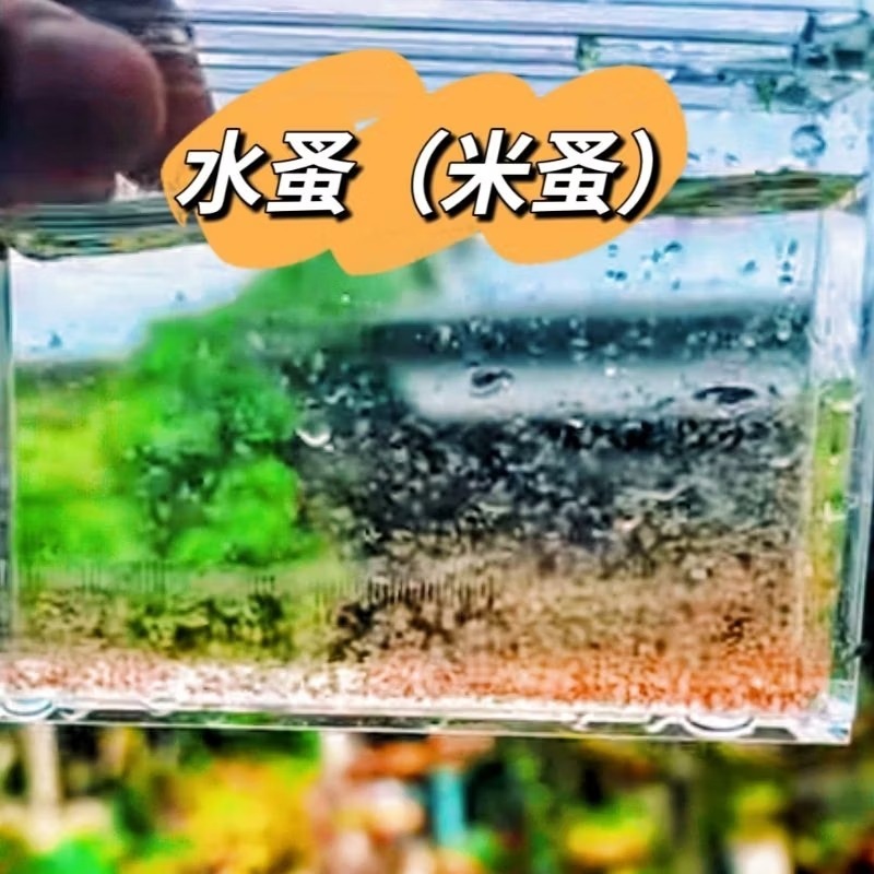 💚當天 快速出貨 淡水 綠水 米蚤 水蚤 仔魚飼料 天然培養600ml30元 綠藻 天然飼料 小魚飼料 水蚤飼料 綠藻-細節圖2