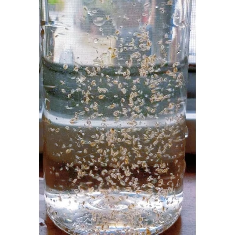 💚當天 快速出貨 淡水 綠水 米蚤 水蚤 仔魚飼料 天然培養600ml30元 綠藻 天然飼料 小魚飼料 水蚤飼料 綠藻-規格圖3