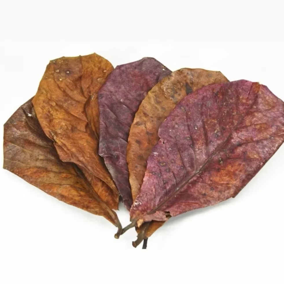 大葉欖仁葉20g約5-8片（調節水質）